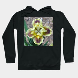 Yellow Bearded Iris Closeup Hoodie